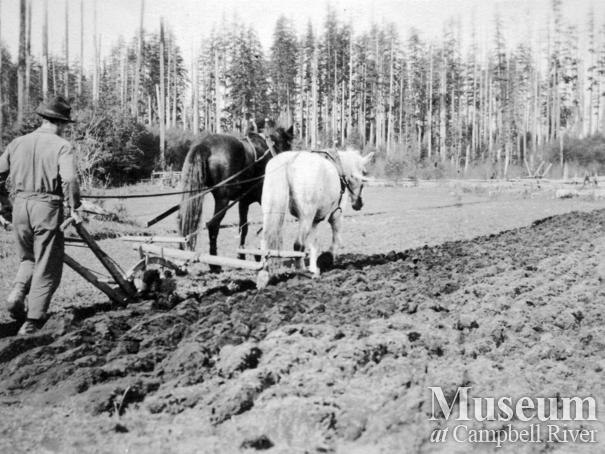 Plowing  the fields at the Yeatman family farm (Sunny Side) on Quadra Island