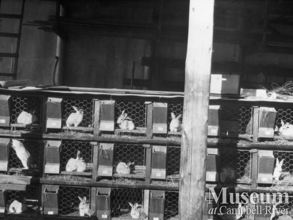 Schnarr’s rabbit cages, Bute Inlet 1920’s