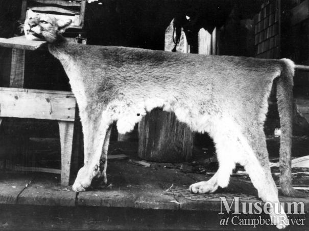Skinned cougar pelt trapped by August Schnarr	
